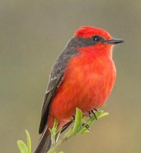 Churrinche, p&aacute;jaro pequeño de pecho rojo brillante, posado en una rama