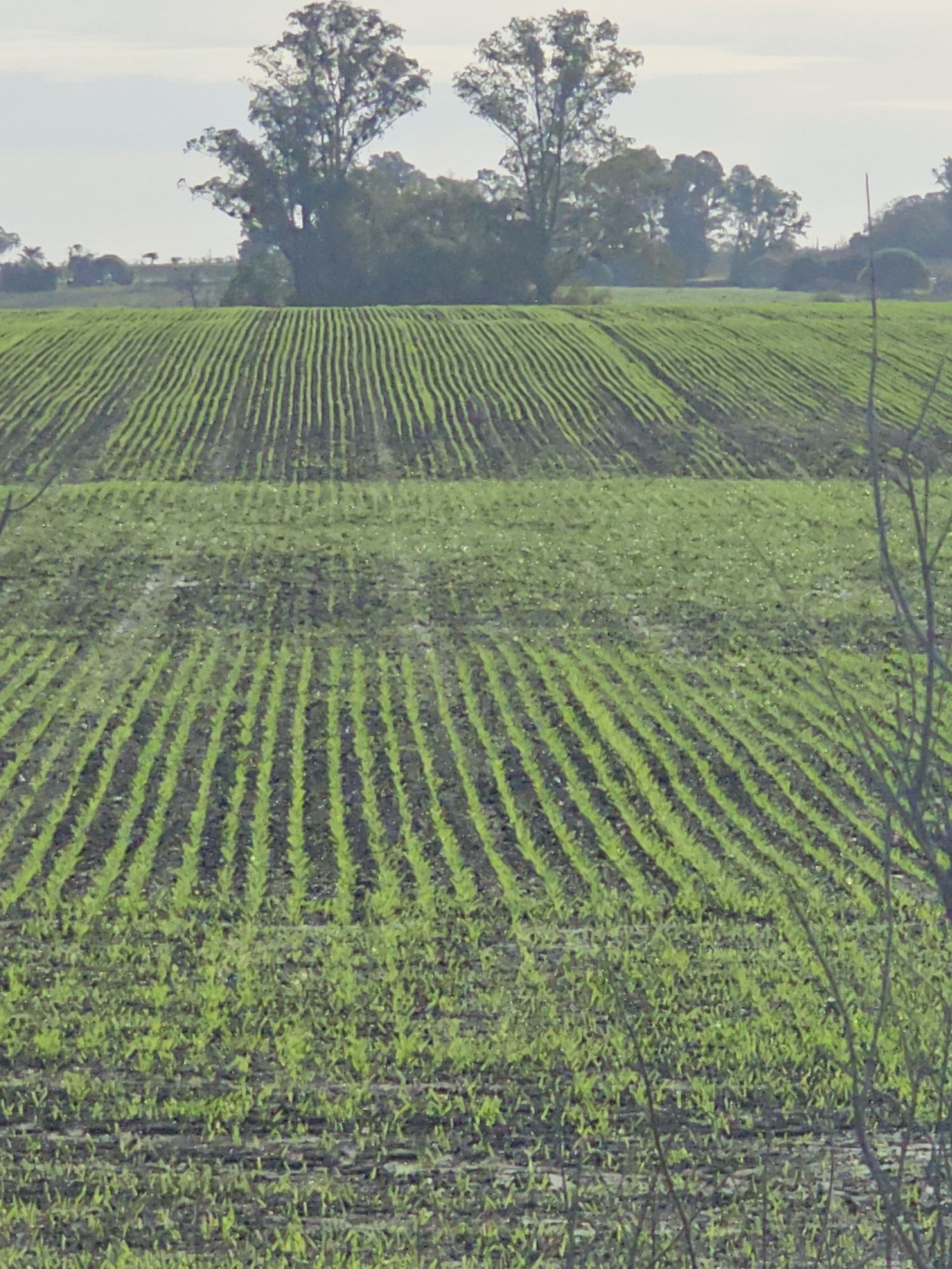 L&iacute;neas de cultivo en el campo