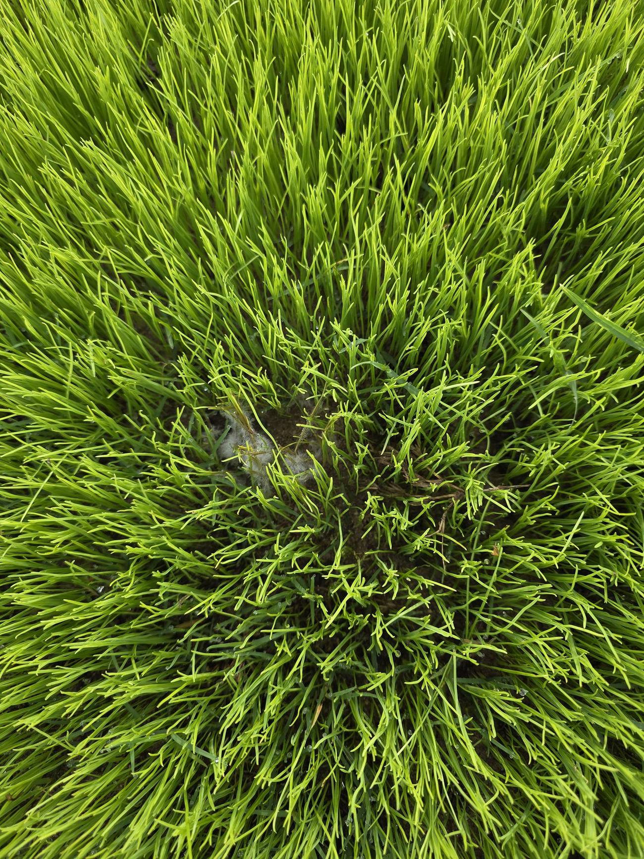 Pastura verde en el establecimiento